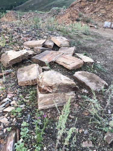 Плитняк кора дерева 50-100мм для пошаговых дорожек купить в Ярославле